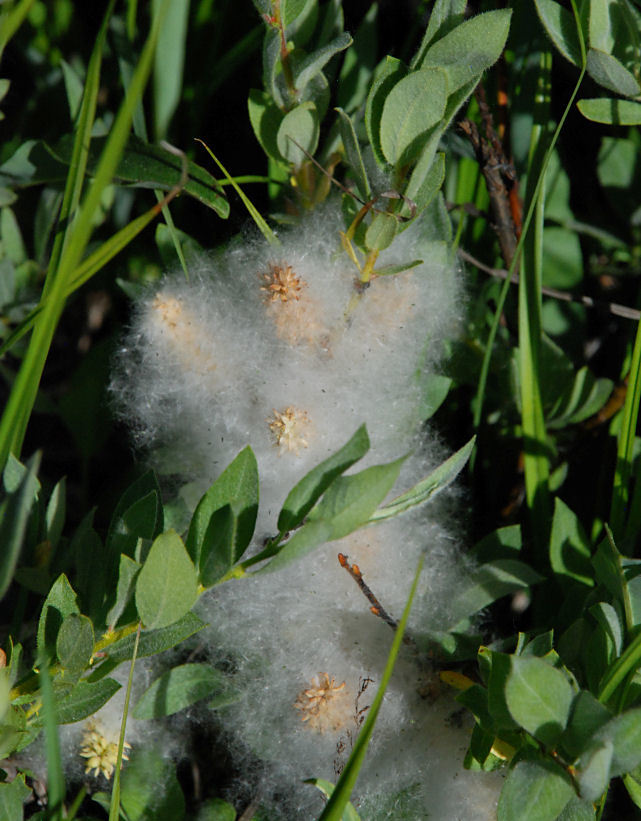 Image of Gray-Leaf Sierran Willow