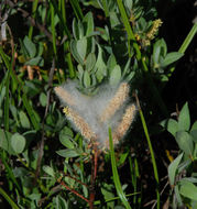 Plancia ëd Salix orestera C. K. Schneider