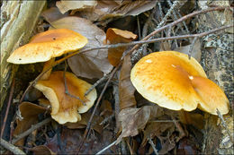 Image of Gymnopilus penetrans (Fr.) Murrill 1912