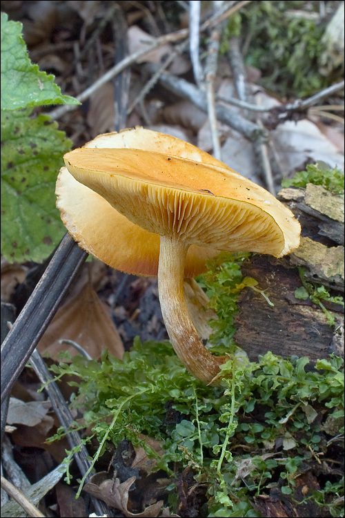 Image of Gymnopilus penetrans (Fr.) Murrill 1912