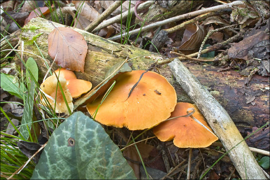 Image of Gymnopilus penetrans (Fr.) Murrill 1912