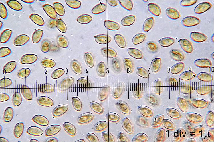 Image of Gymnopilus penetrans (Fr.) Murrill 1912