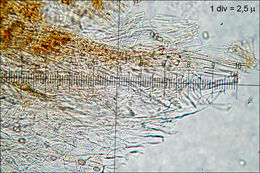 Image of Gymnopilus penetrans (Fr.) Murrill 1912