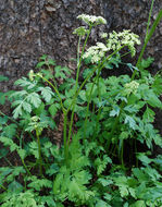 Image of Gray's licorice-root