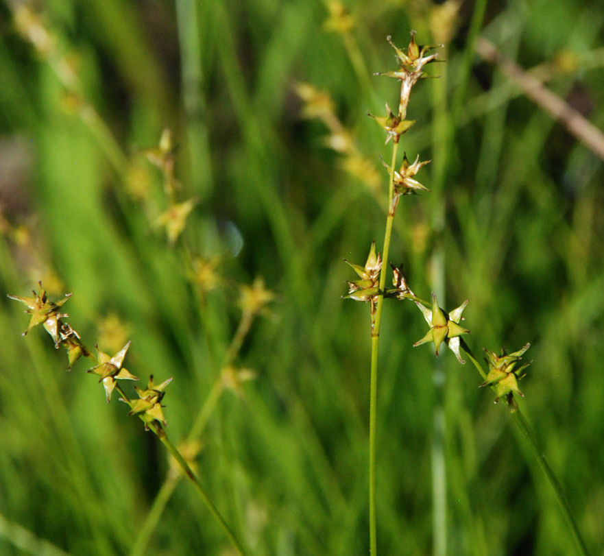 Image of Star Sedge