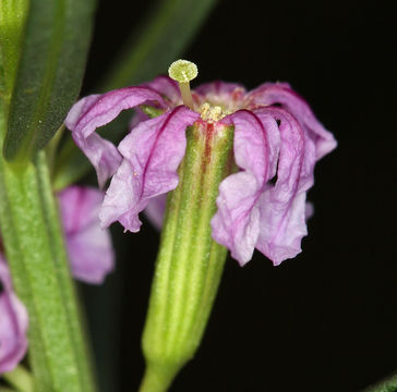 Plancia ëd Lythrum californicum Torr. & Gray