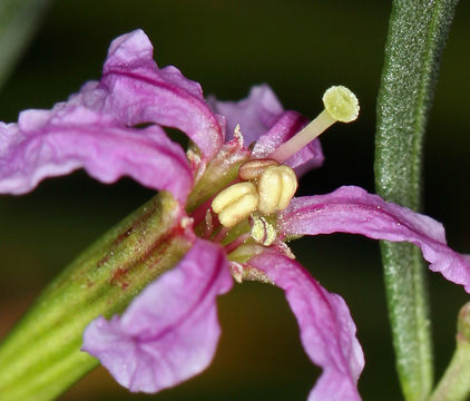 Plancia ëd Lythrum californicum Torr. & Gray