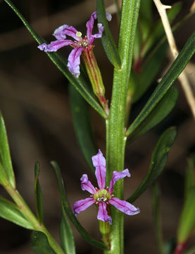 Plancia ëd Lythrum californicum Torr. & Gray