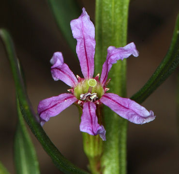 Plancia ëd Lythrum californicum Torr. & Gray