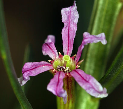 Plancia ëd Lythrum californicum Torr. & Gray