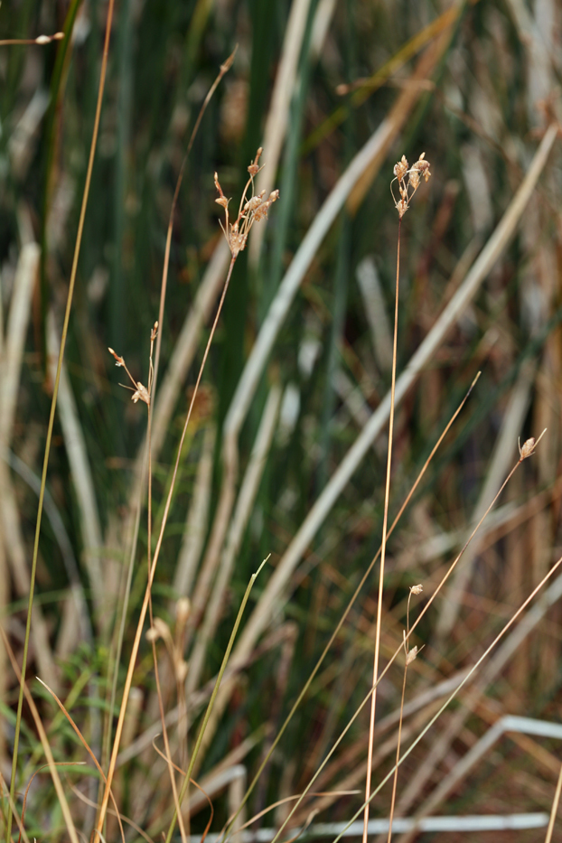 Sivun Fimbristylis thermalis S. Watson kuva