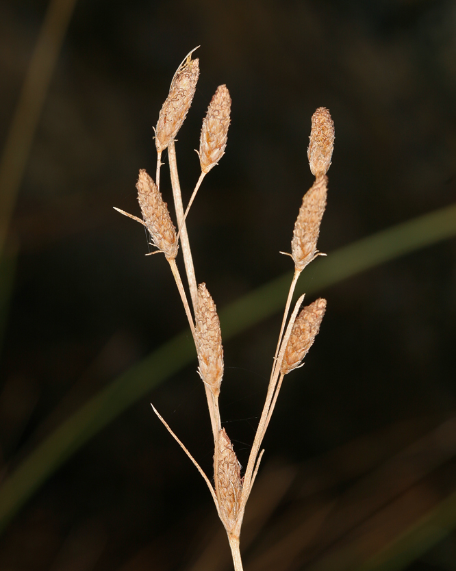 Sivun Fimbristylis thermalis S. Watson kuva