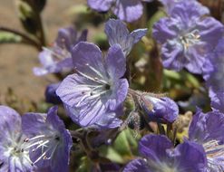 Image de Phacelia pringlei A. Gray