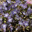 Sivun Phacelia pringlei A. Gray kuva