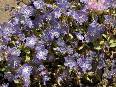 Image of Pringle's phacelia