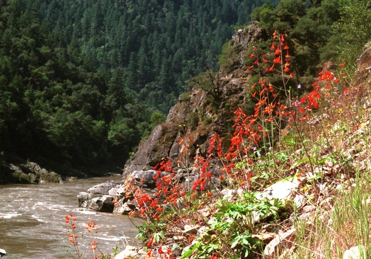 Image of red larkspur