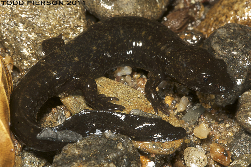 Image of Desmognathus marmoratus (Moore 1899)