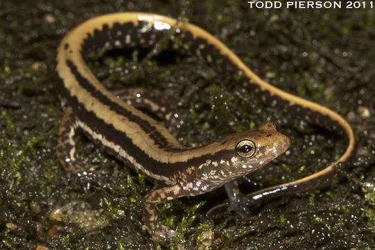 Image of Three-lined Salamander