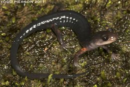 Sivun Plethodon cheoah Highton & Peabody 2000 kuva