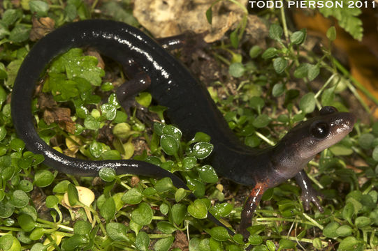 Image of Cheoah Bald Salamander