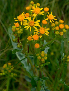 Image of Cleveland's Groundsel