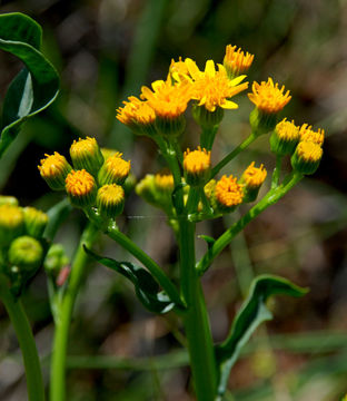 Image of Cleveland's Groundsel