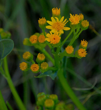 Image of Cleveland's Groundsel