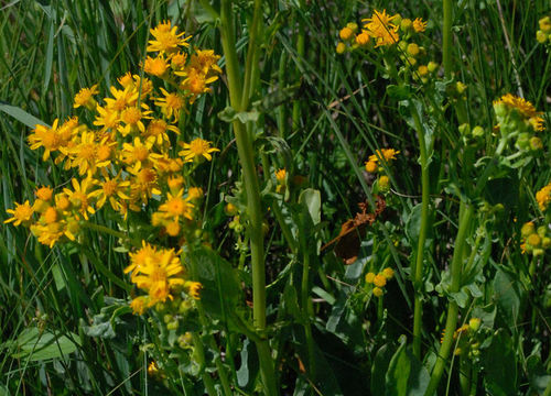 Image of Cleveland's Groundsel