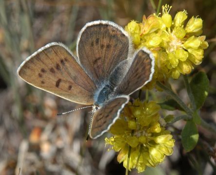 Image of Blue Copper