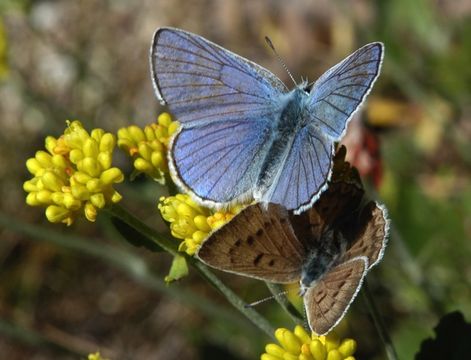 Image of Blue Copper