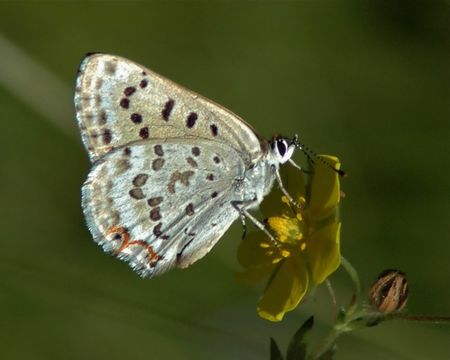 Imagem de Lycaena editha (Mead 1878)