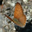 Image of Mariposa Copper