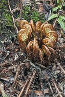 Dryopteris crassirhizoma Nakai resmi