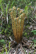 Image of Dryopteris crassirhizoma Nakai