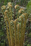 Image of Dryopteris crassirhizoma Nakai