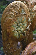 Image of Dryopteris crassirhizoma Nakai