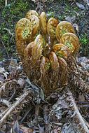 Dryopteris crassirhizoma Nakai resmi