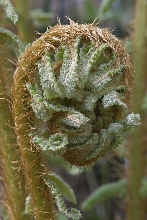 Dryopteris crassirhizoma Nakai resmi