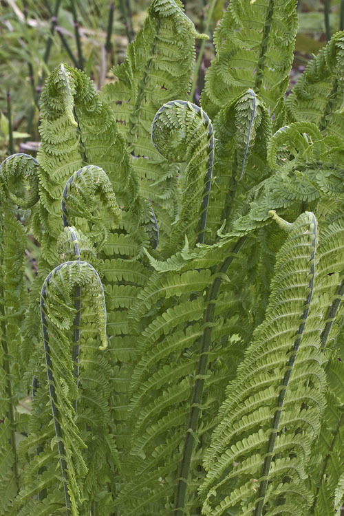 Plancia ëd Matteuccia struthiopteris (L.) Tod.