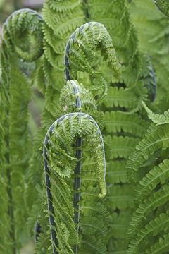 Image of Ostrich fern