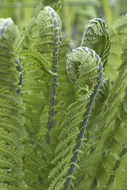 Image of Ostrich fern