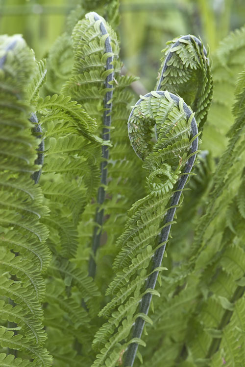 Plancia ëd Matteuccia struthiopteris (L.) Tod.