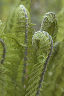 Image of Ostrich fern