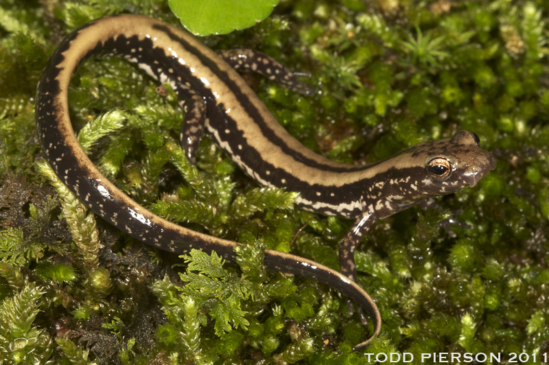 Image of Three-lined Salamander