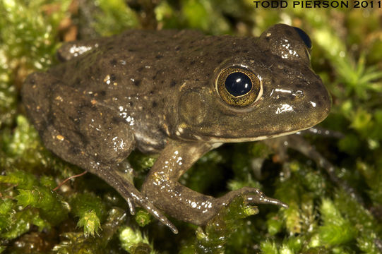 Image of American Bullfrog