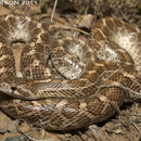 Image of Glossy Snakes