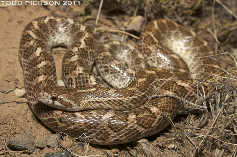 Image of Glossy Snake