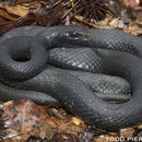 Image de Coluber constrictor priapus Dunn & Wood 1939