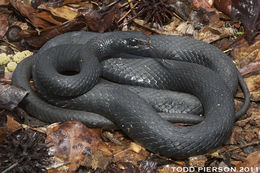 صورة Coluber constrictor priapus Dunn & Wood 1939