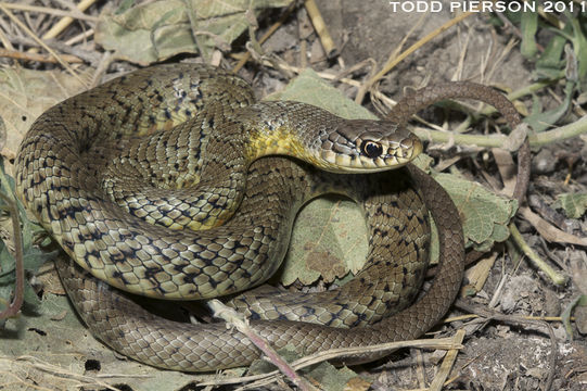 Image of Coluber constrictor flaviventris Say ex James 1823